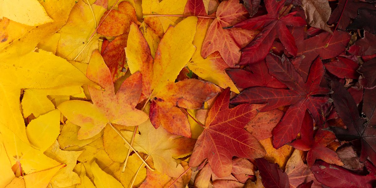 Autumn leaves showing gradient of yellow to red