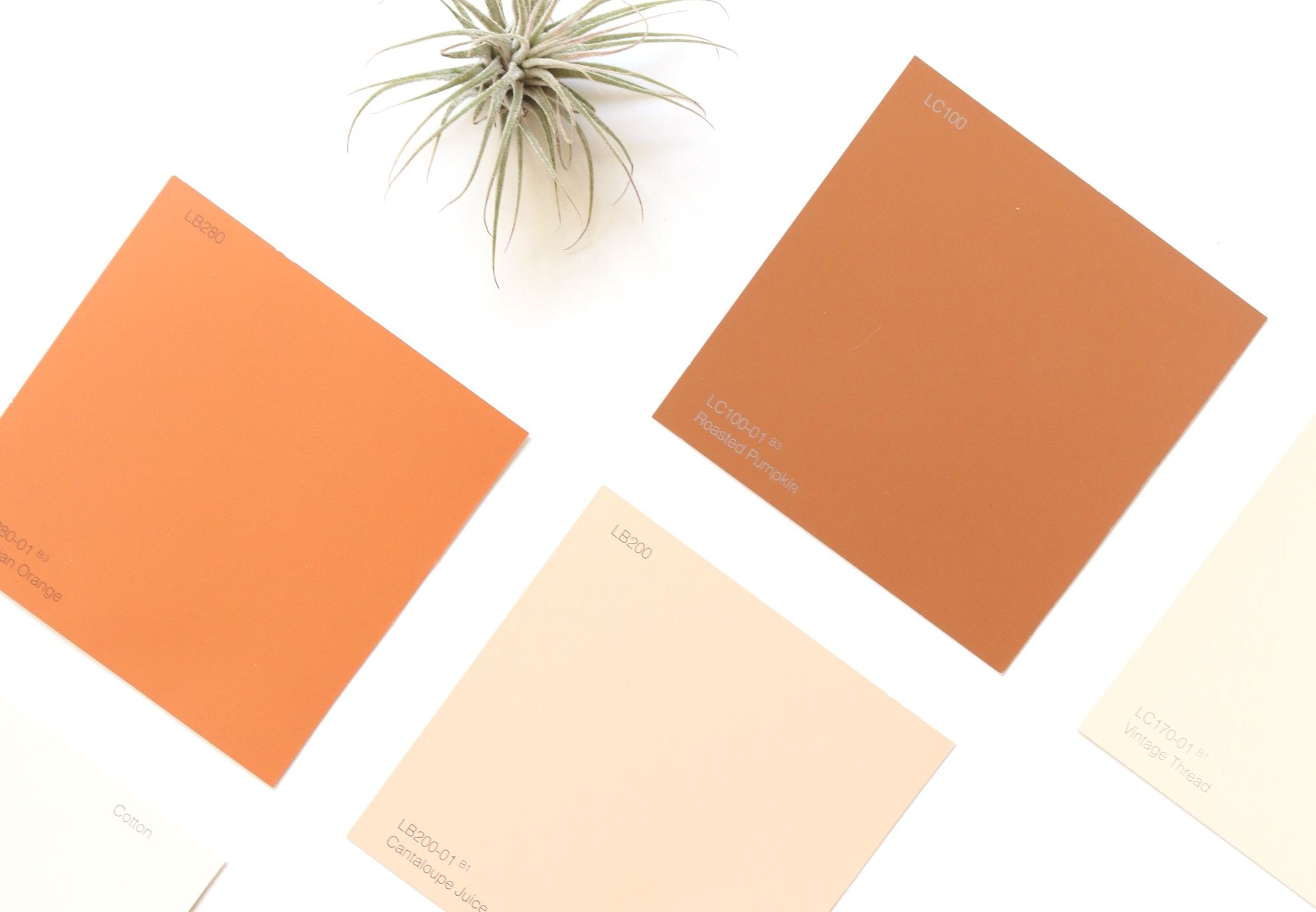 Creme and Brown Color Palettes