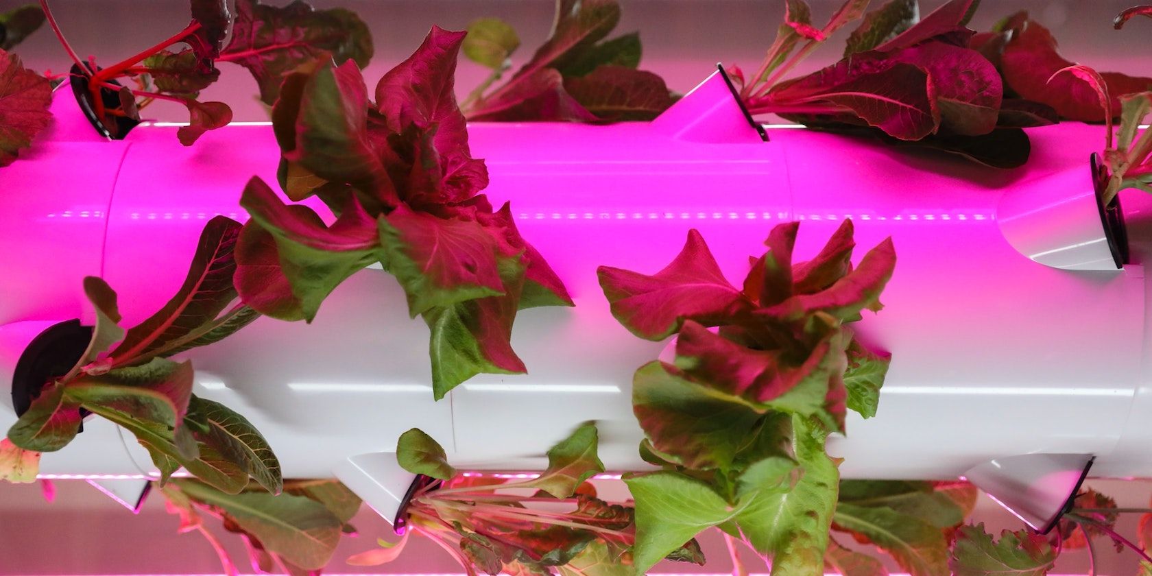 Lettuce plants growing from openings in a horizontal PVC pipe under neon pink lights
