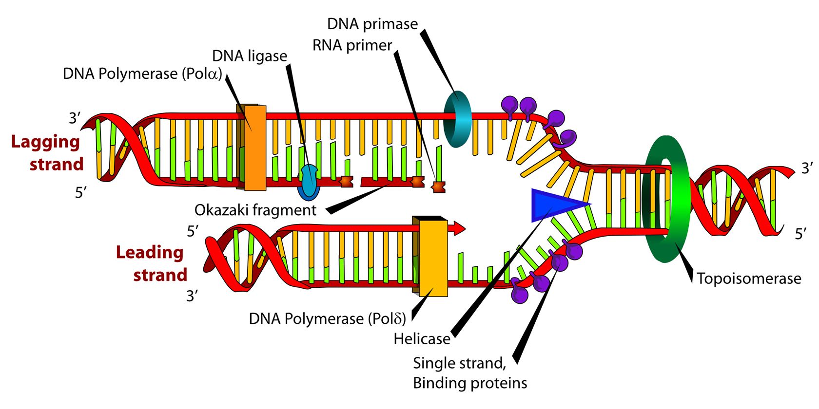 DNA replication diagram