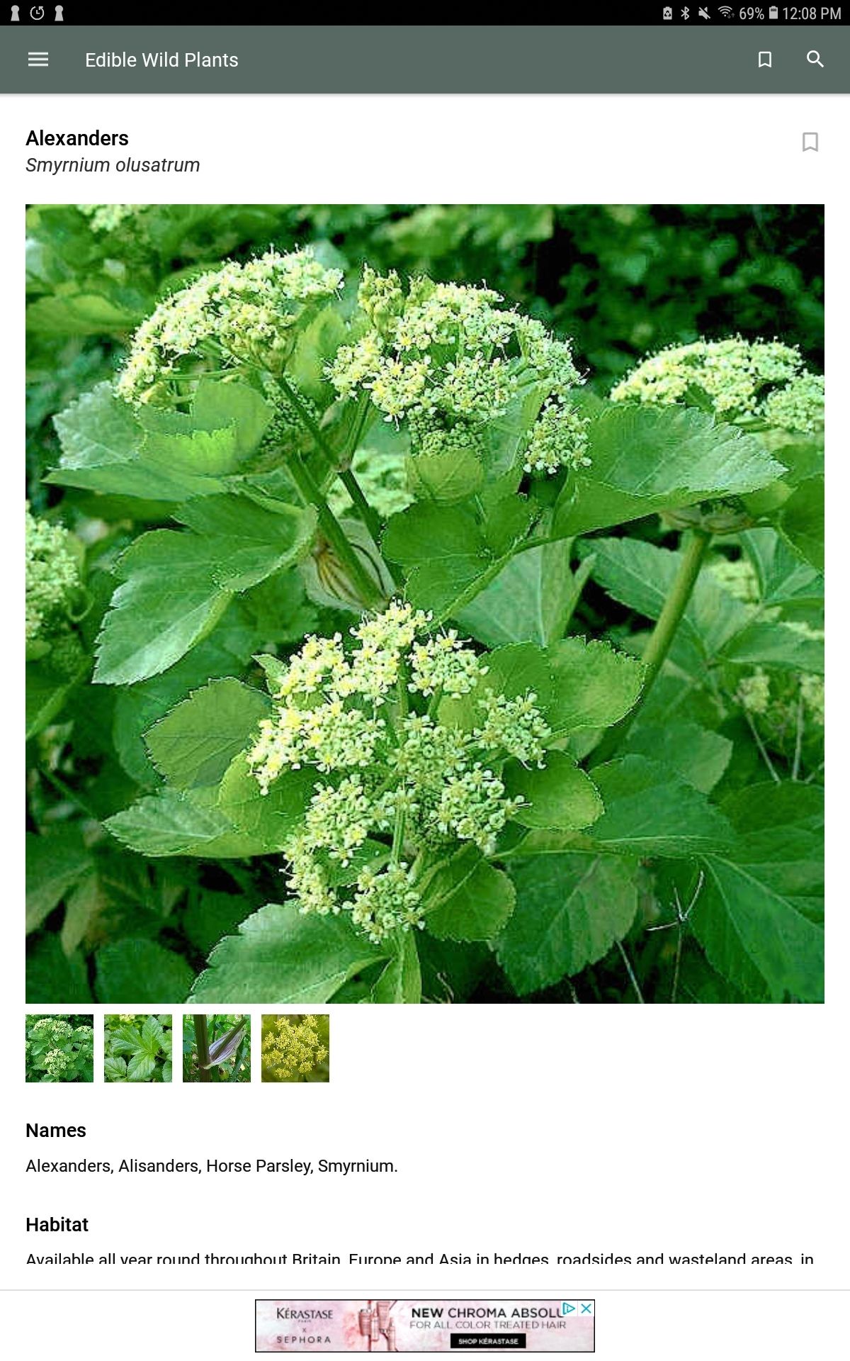 گیاهان وحشی خوراکی اسکندر
