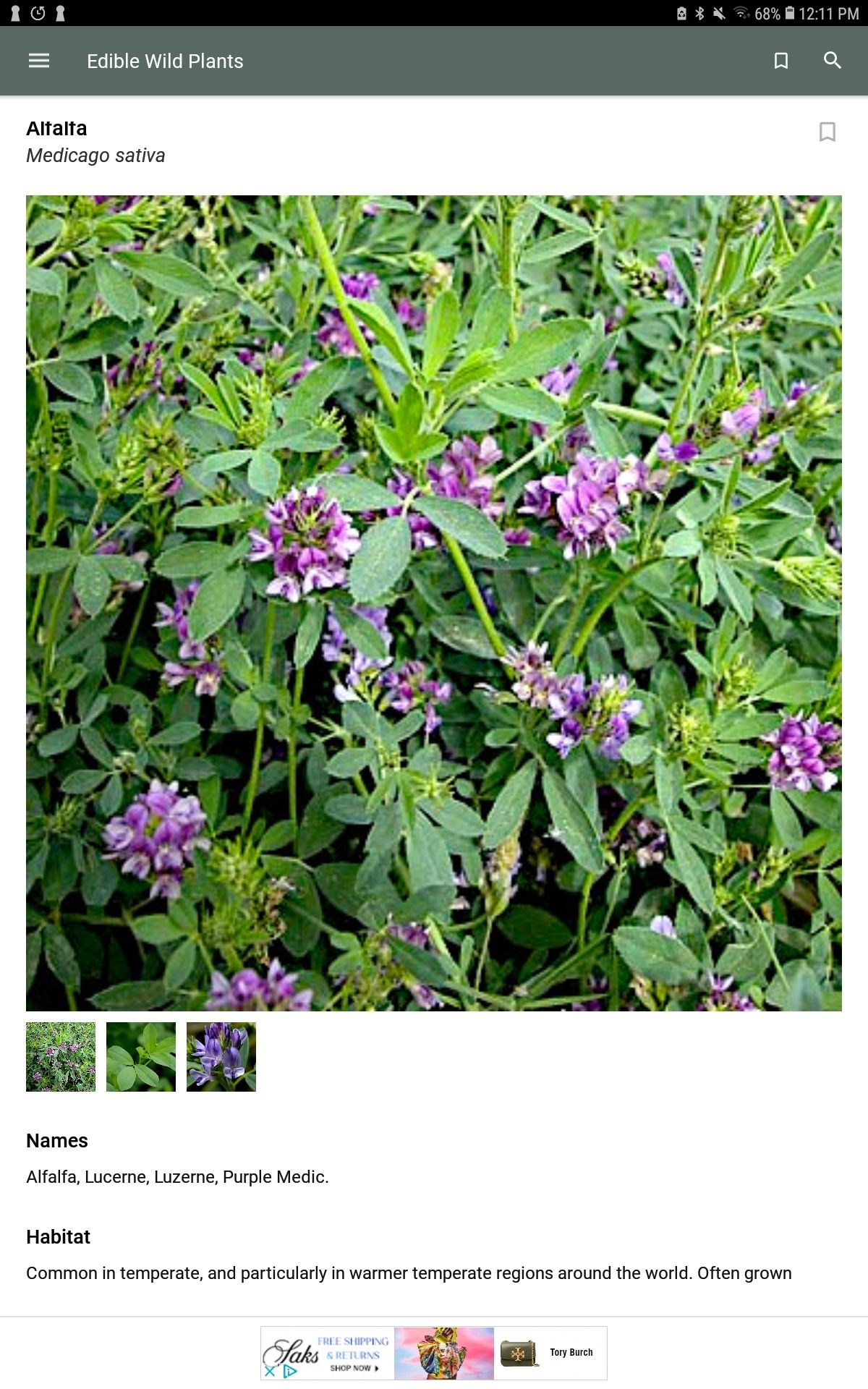 گیاهان وحشی خوراکی یونجه