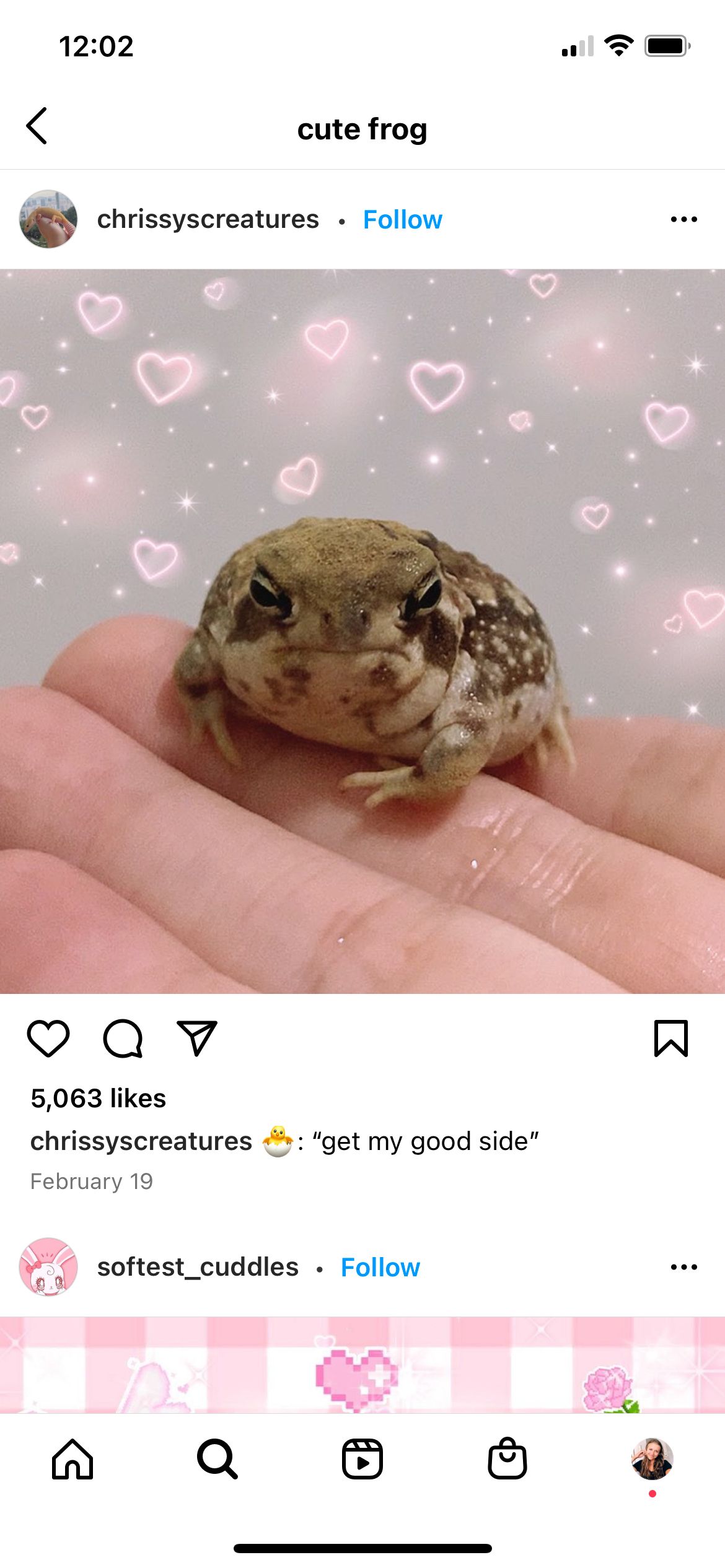 Screenshot of an Instagram post that is a photo of a frog