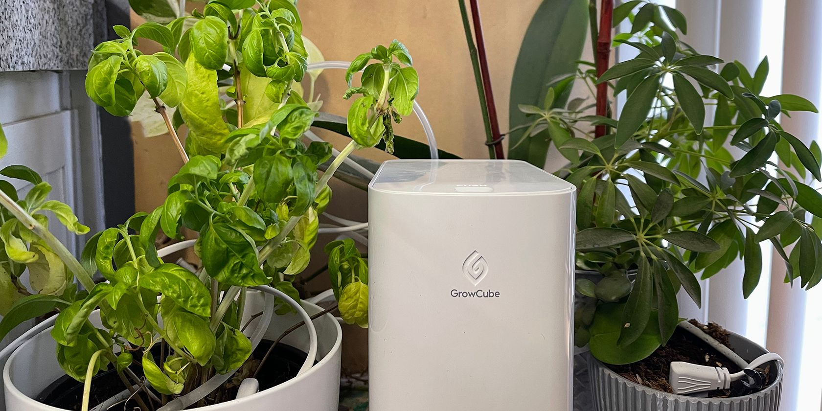 grow cube with four plants