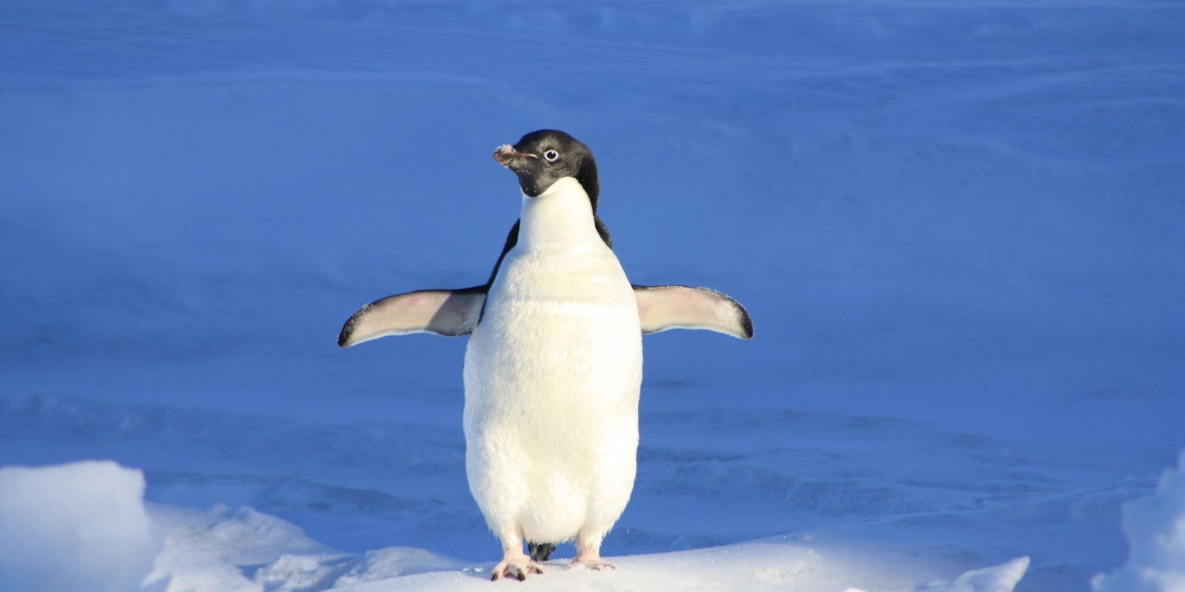 Penguin in snow