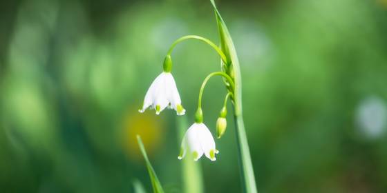 How to Identify Plants With Your Phone Without Using an App