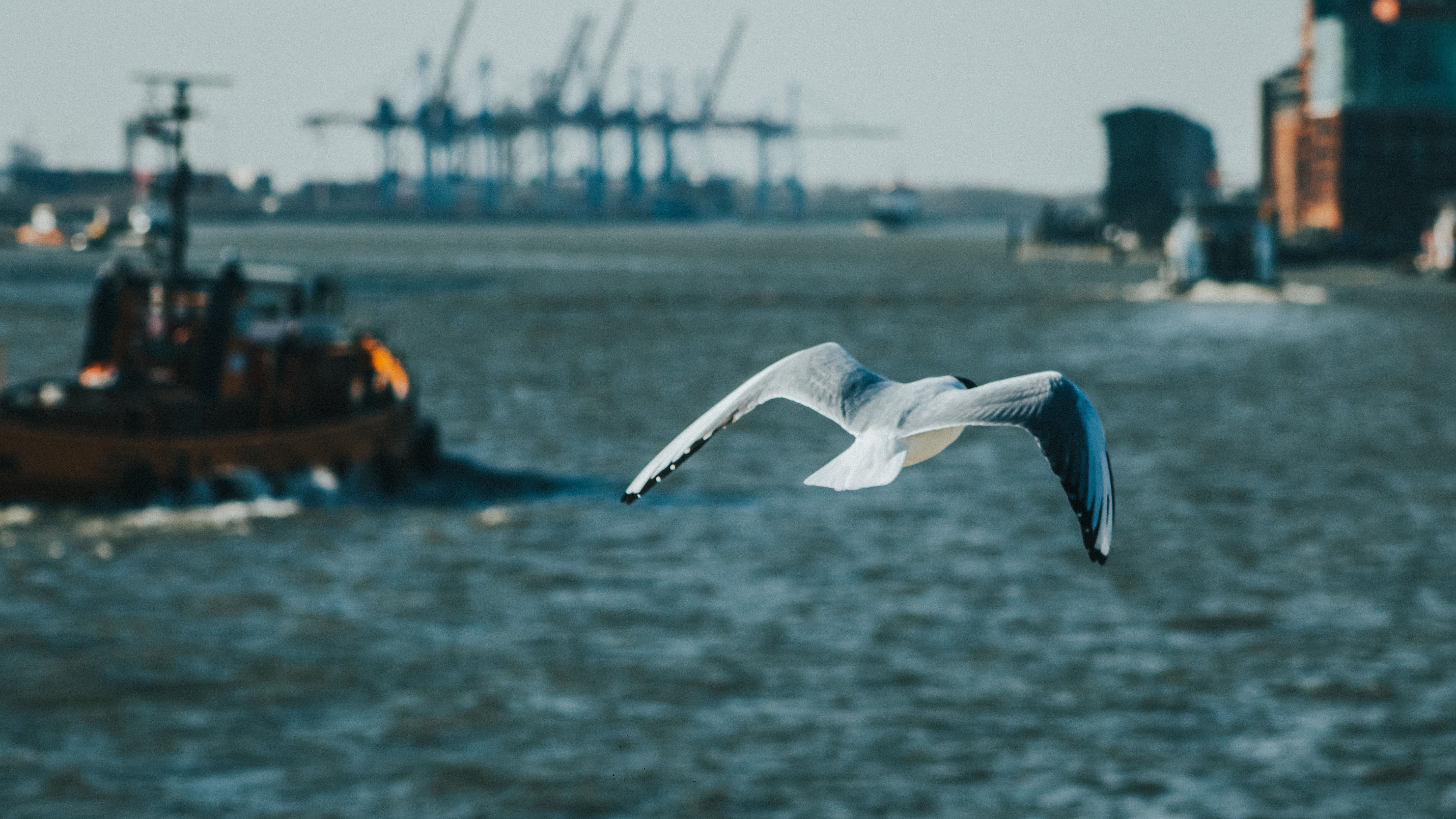 Photo of a seagull flying a harbor