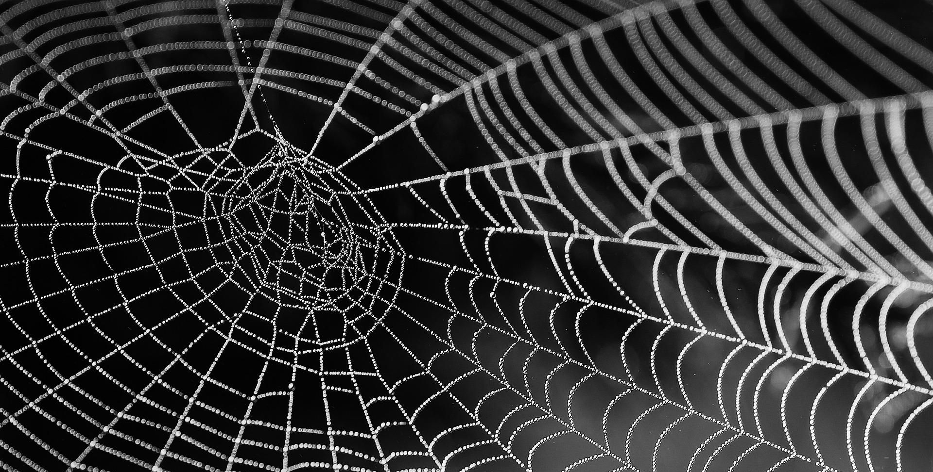 spider web with black and white filter