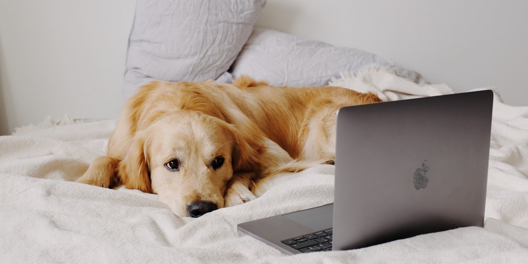 dog on bed with laptop