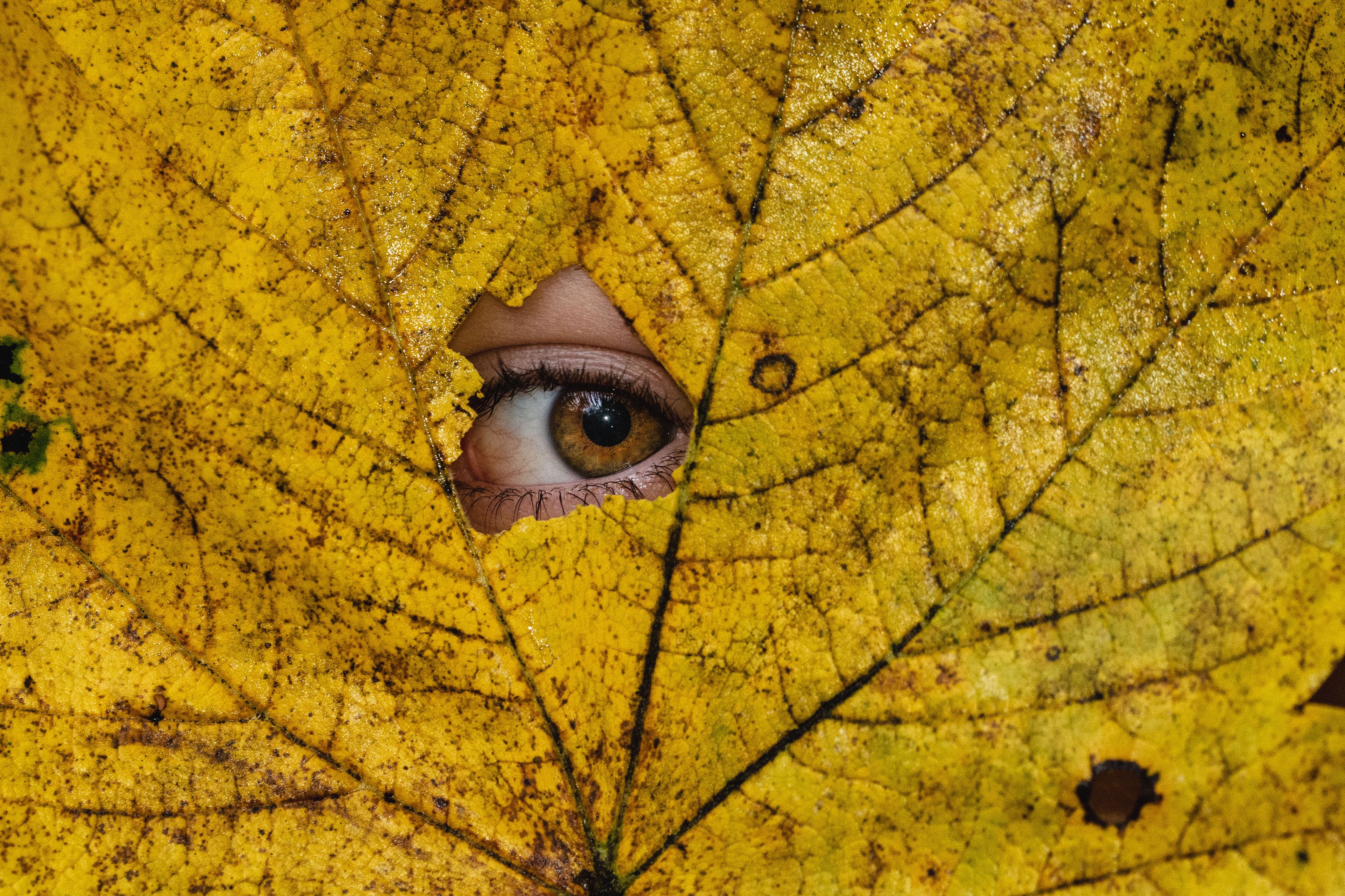 Hide and Seek child peeks through leaf
