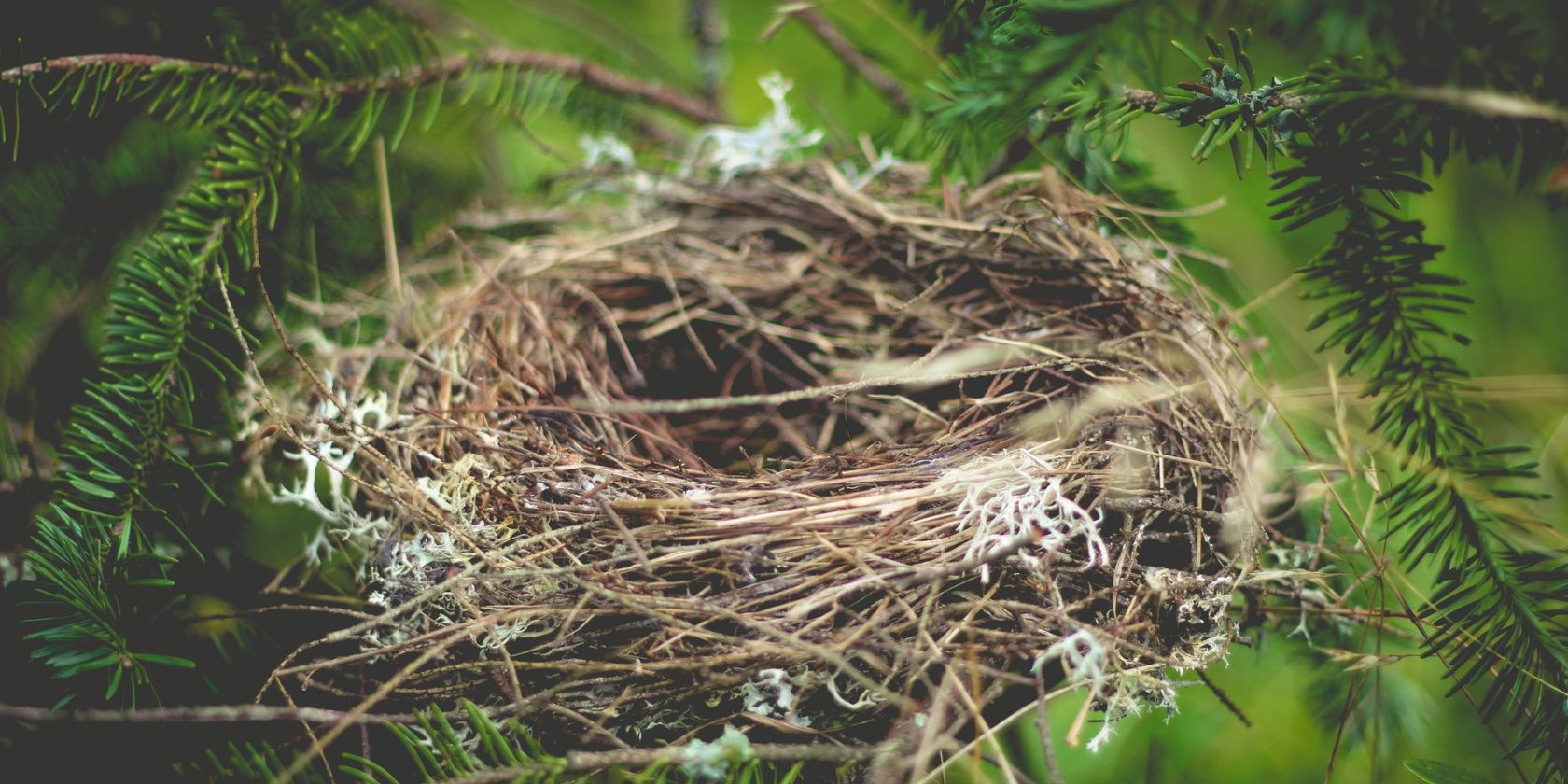 Bird nest in a tree 