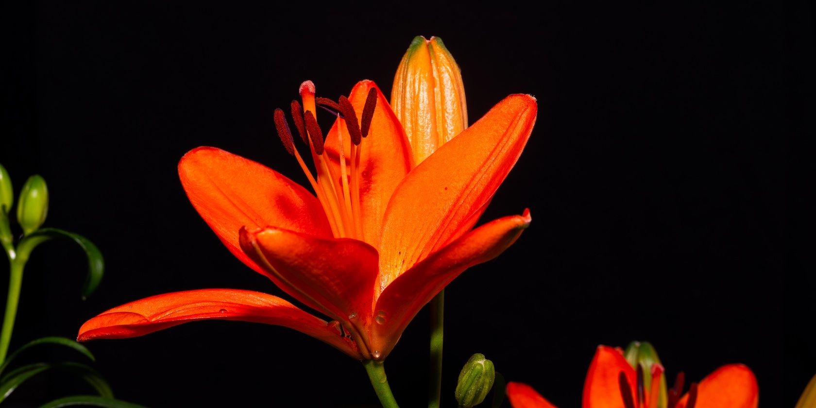 How to Make a Blooming Flower Time-Lapse: A Beginner's Guide