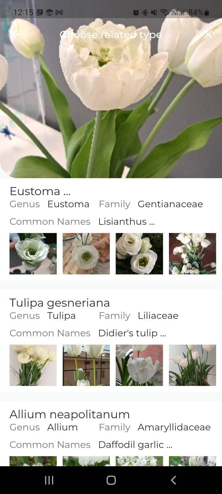 leafsnap plant identification mobile app