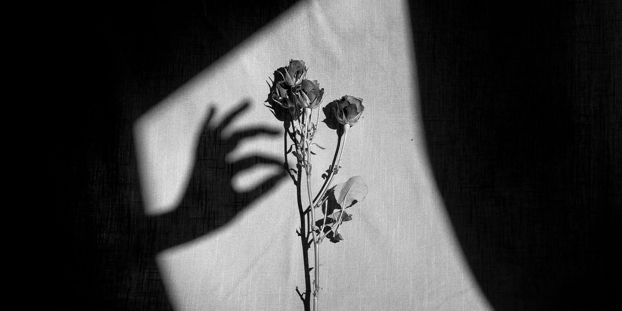 Shadow hand picking flower