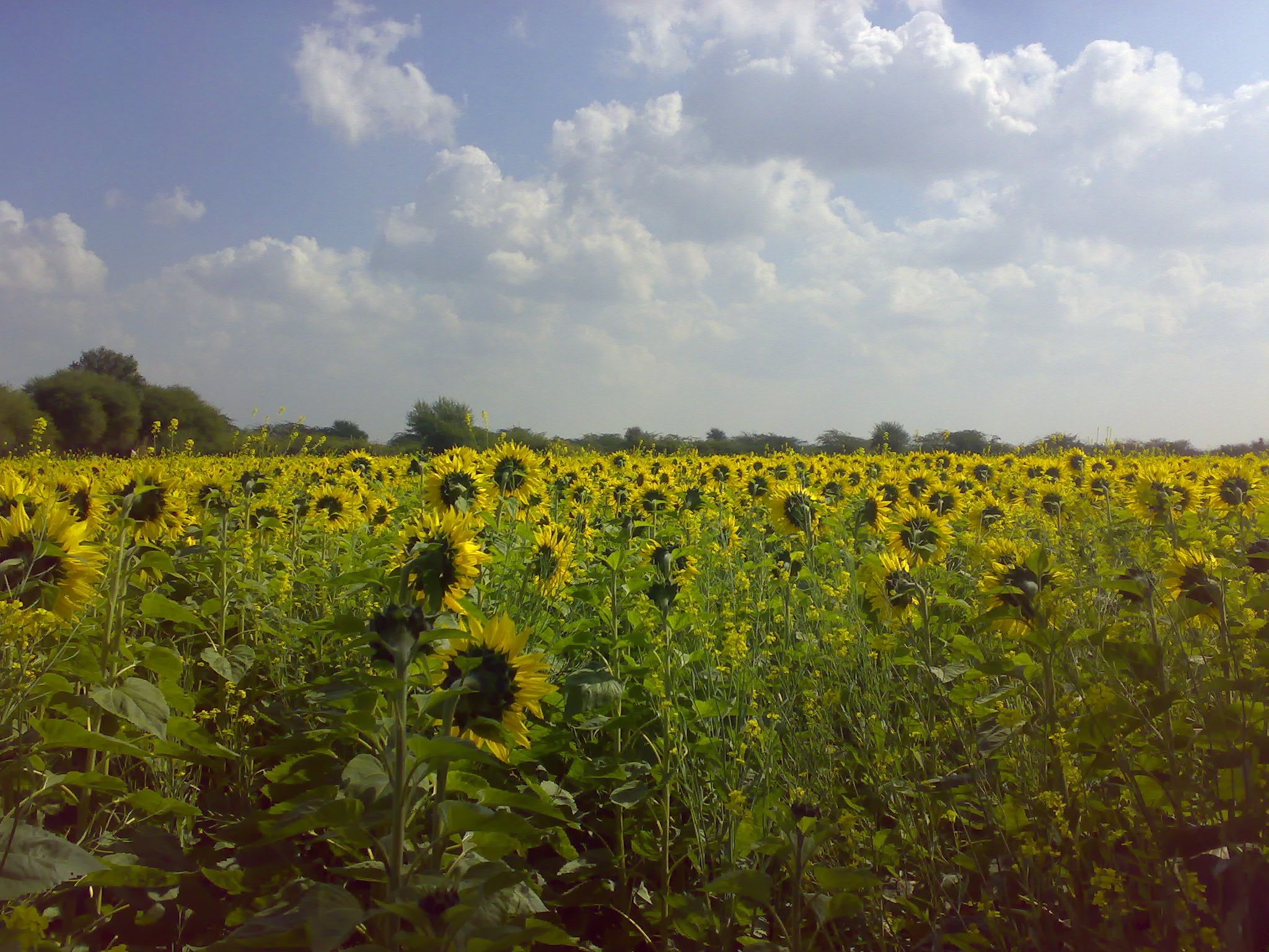 sunflower field blue sky stock image