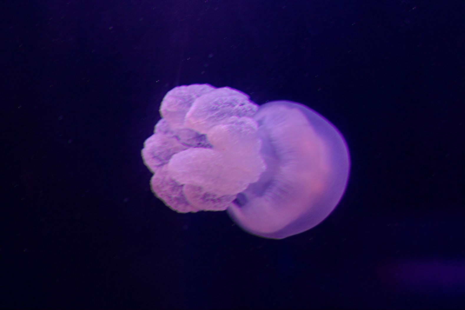 Color fringing on purple jellyfish swimming in aquarium