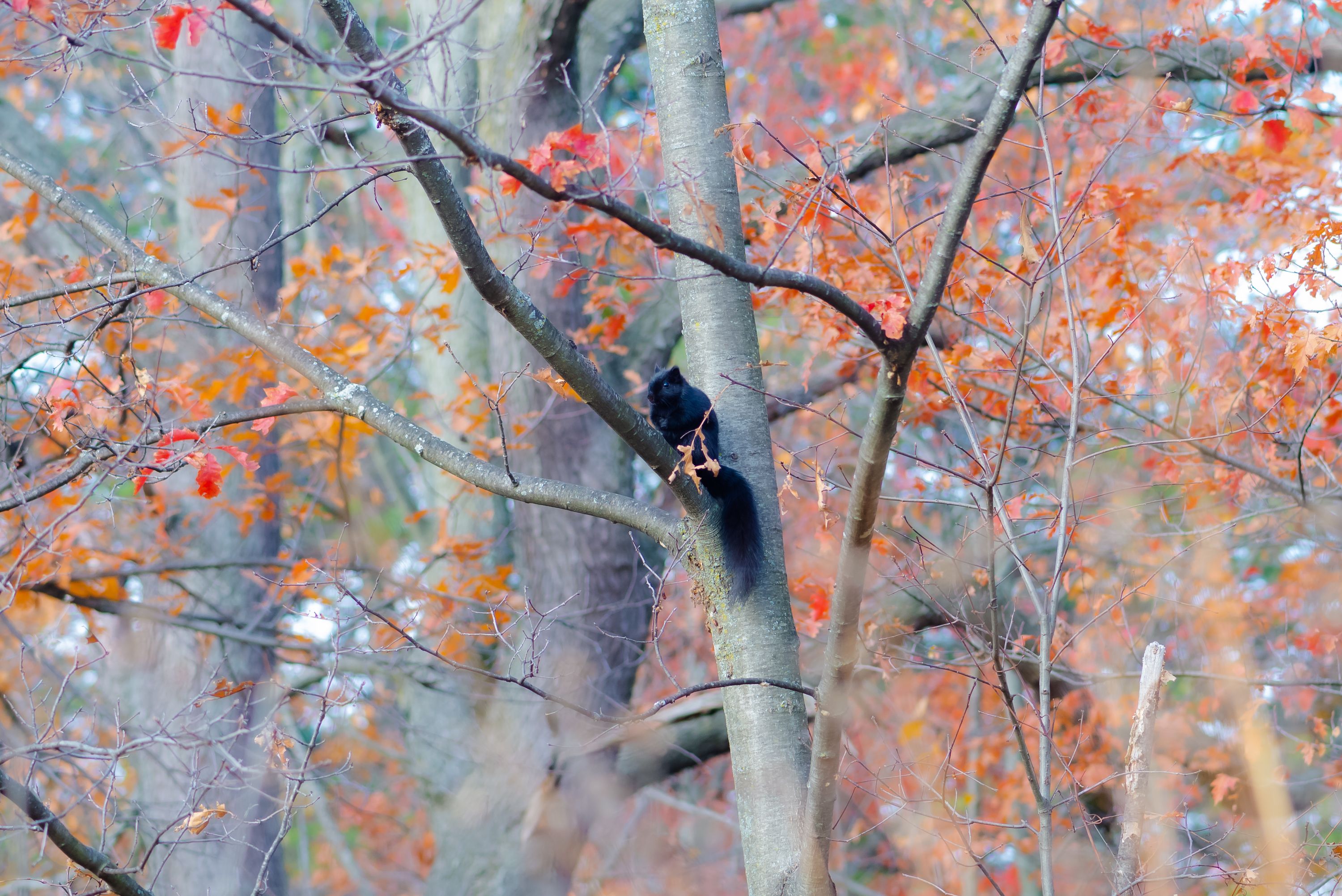 A black squirrel in Fall season
