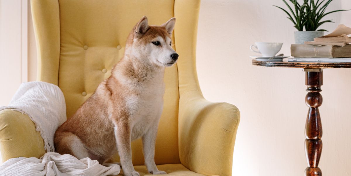 dog sat down armchair