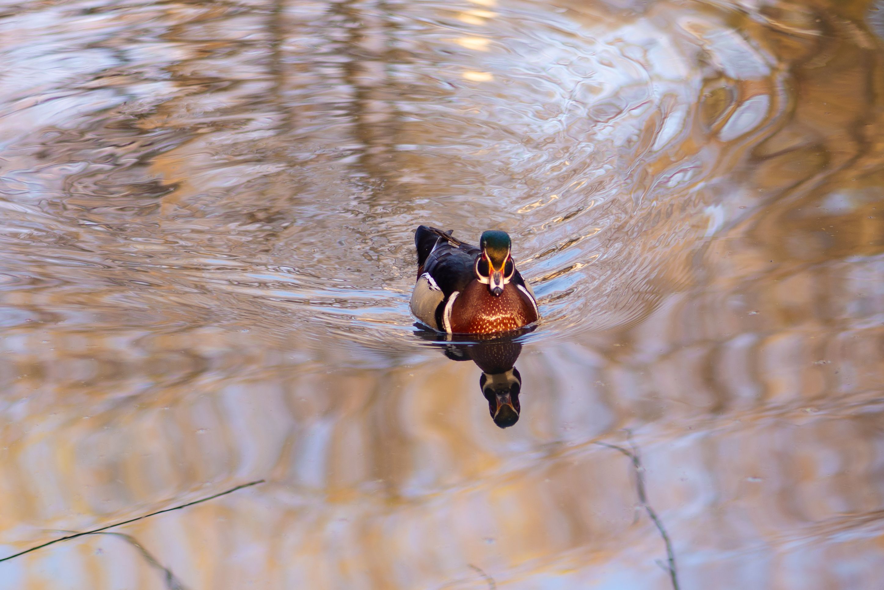 Duck Reflection in water