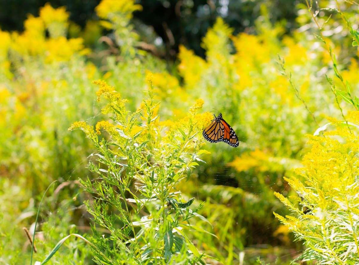 Monarch-Butterfly-1