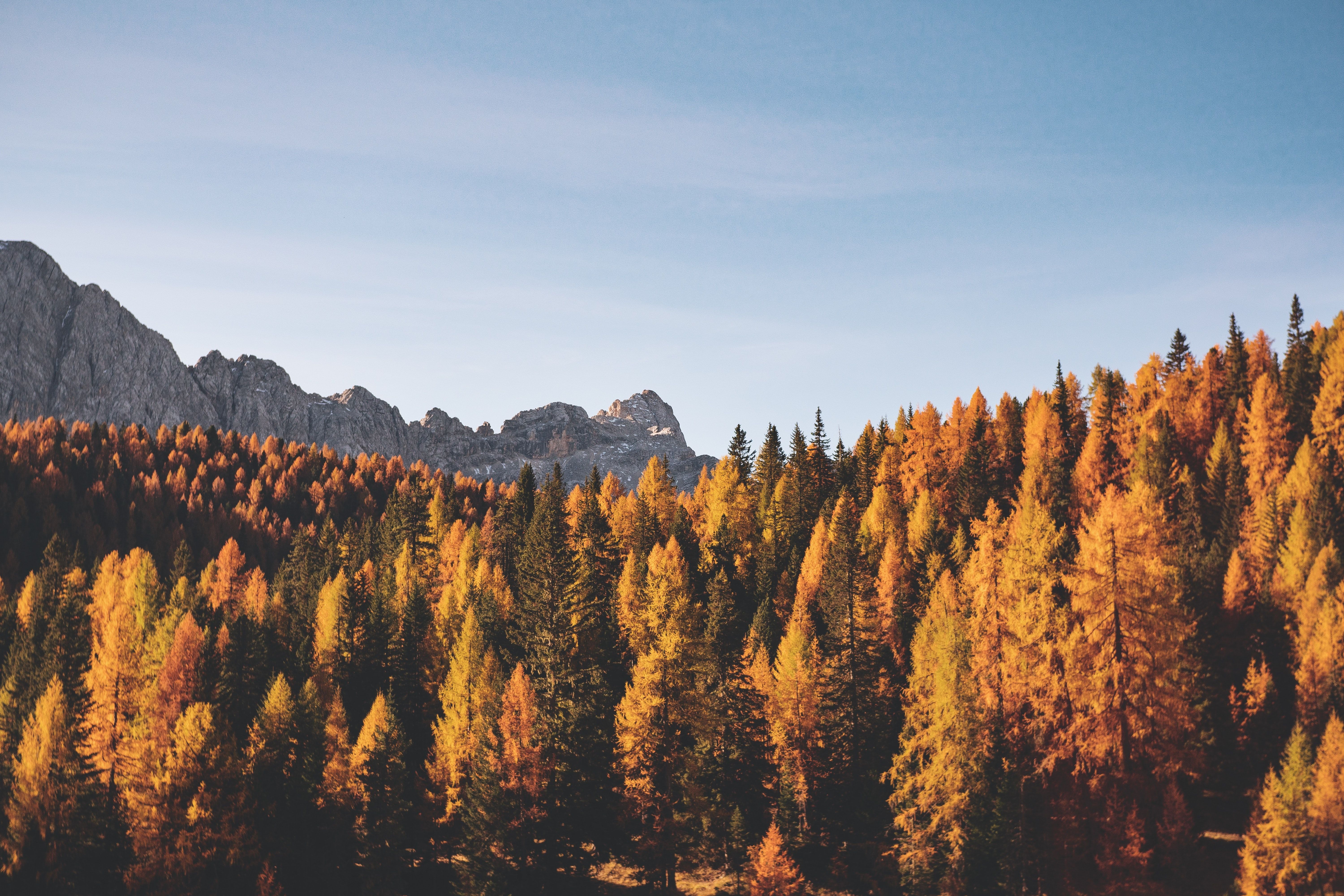 photo of mountains and trees in fall colors