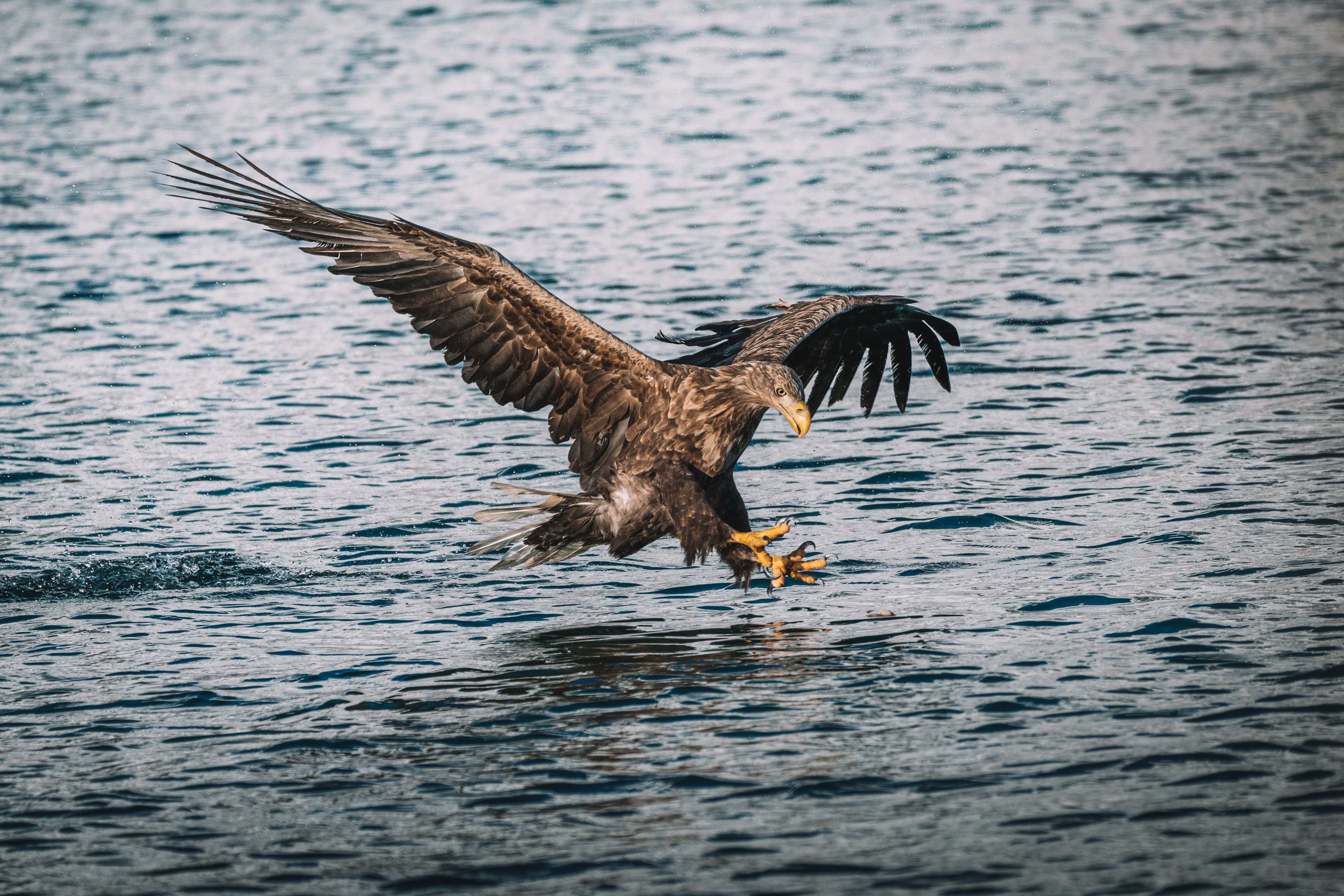 photo of a sea eagle about to capture a fish