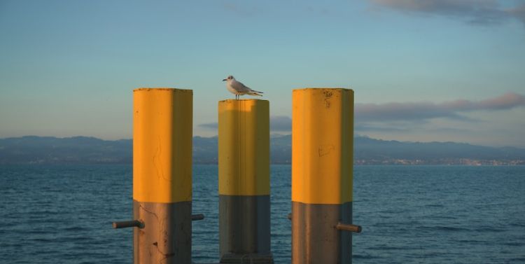 three stakes sticking out of water with a bird sitting on one