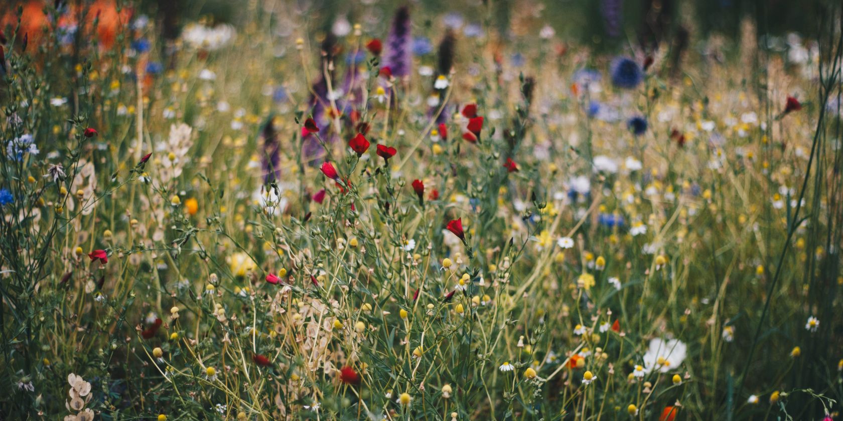 Wildflowers in a field
