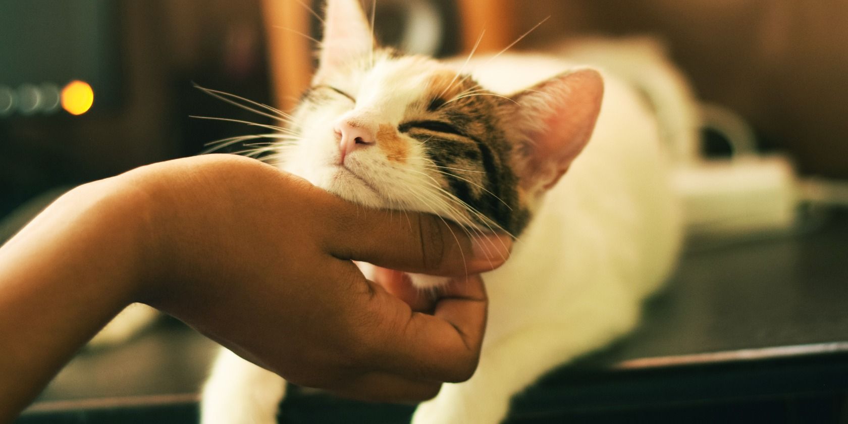The 9 Best Websites for Cat Lovers of All Ages