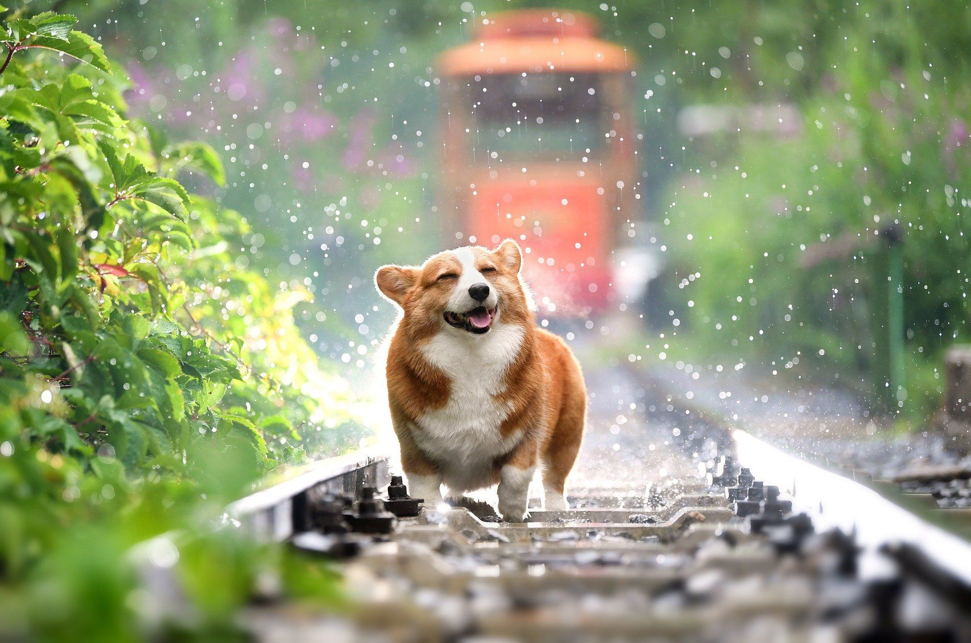 Dog enjoying rain