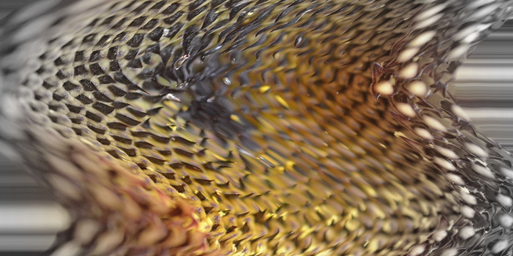Sunflower Distortion through glass