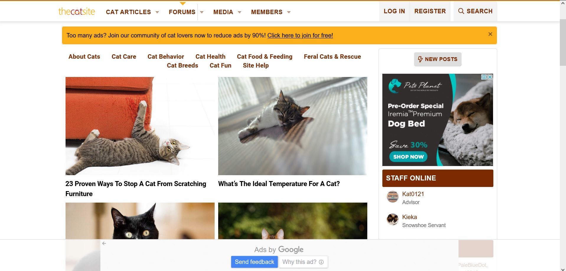 The 9 Best Websites for Cat Lovers of All Ages