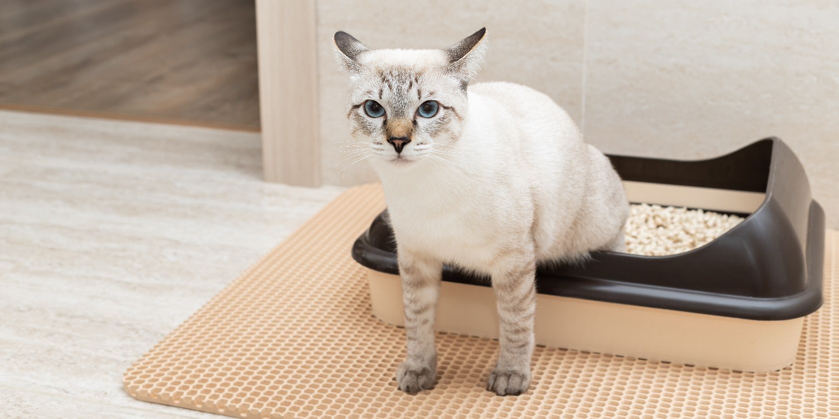 best self-cleaning litter boxes