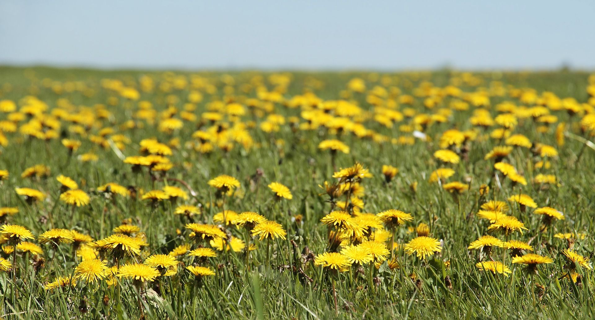 A field filled with dandelions