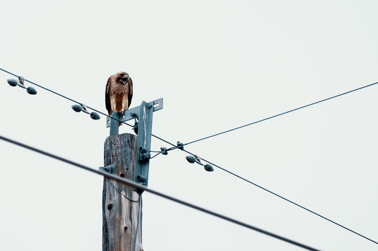 Photo of Bird Perched on Utility Pole