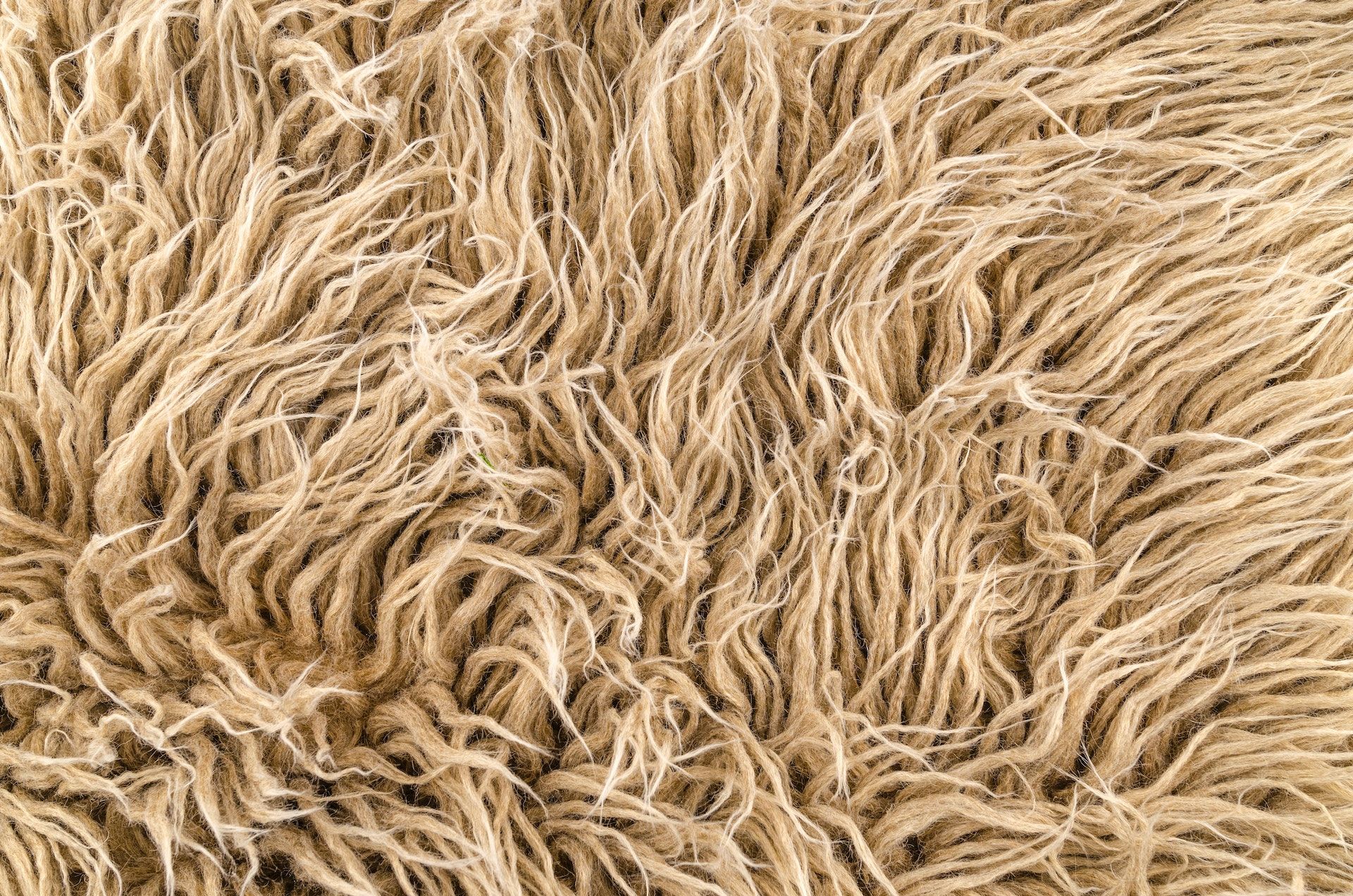 Close up of shag carpet