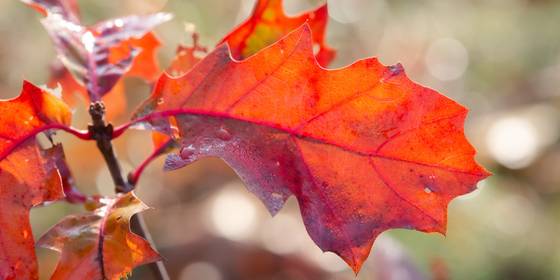 9 Fall Photography Projects You Should Try With Your Macro Lens