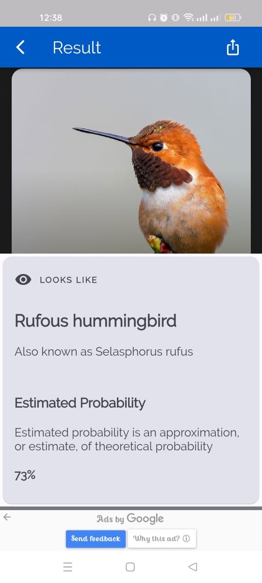 Bird Identification - Search result