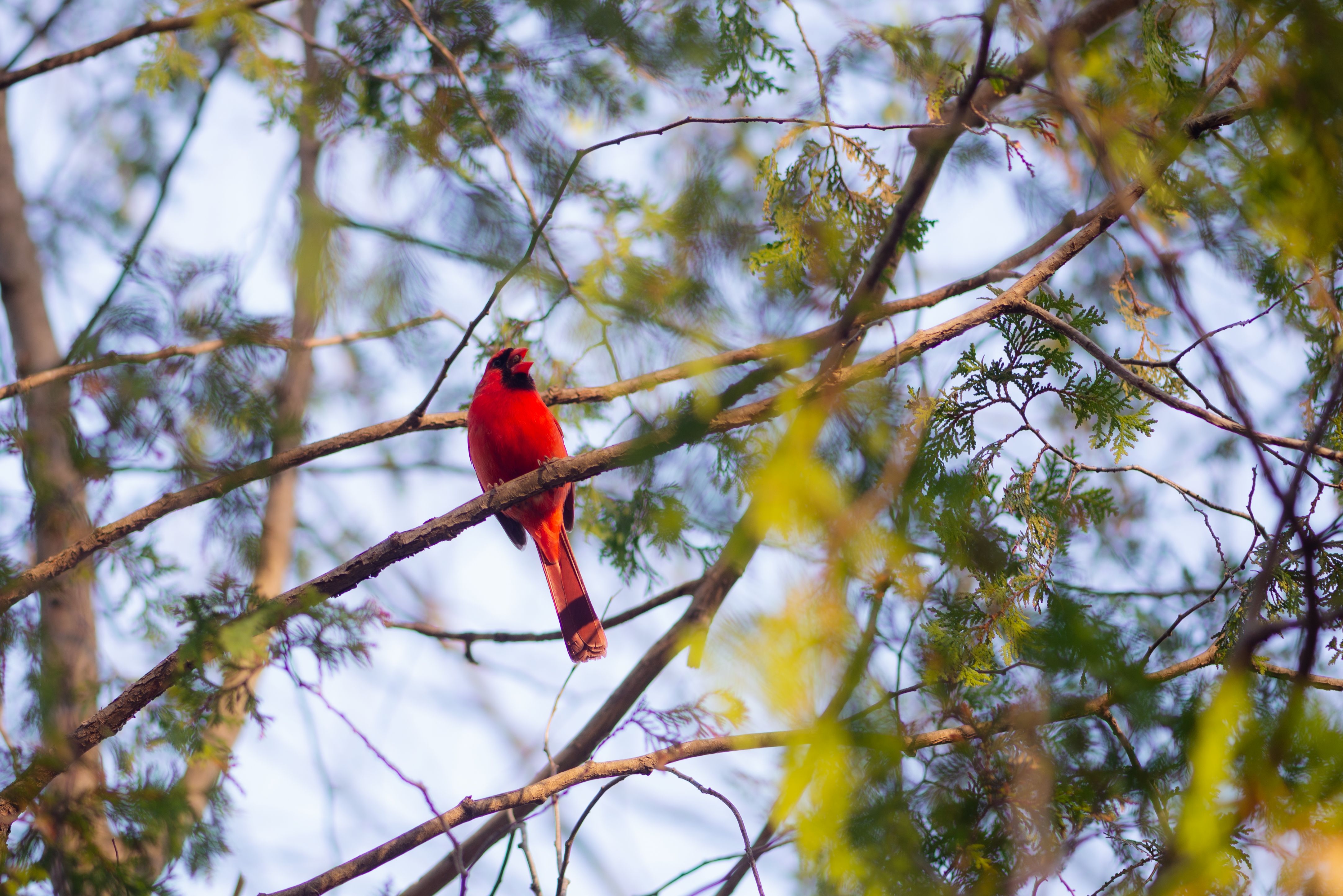 Cardinal-in-tree