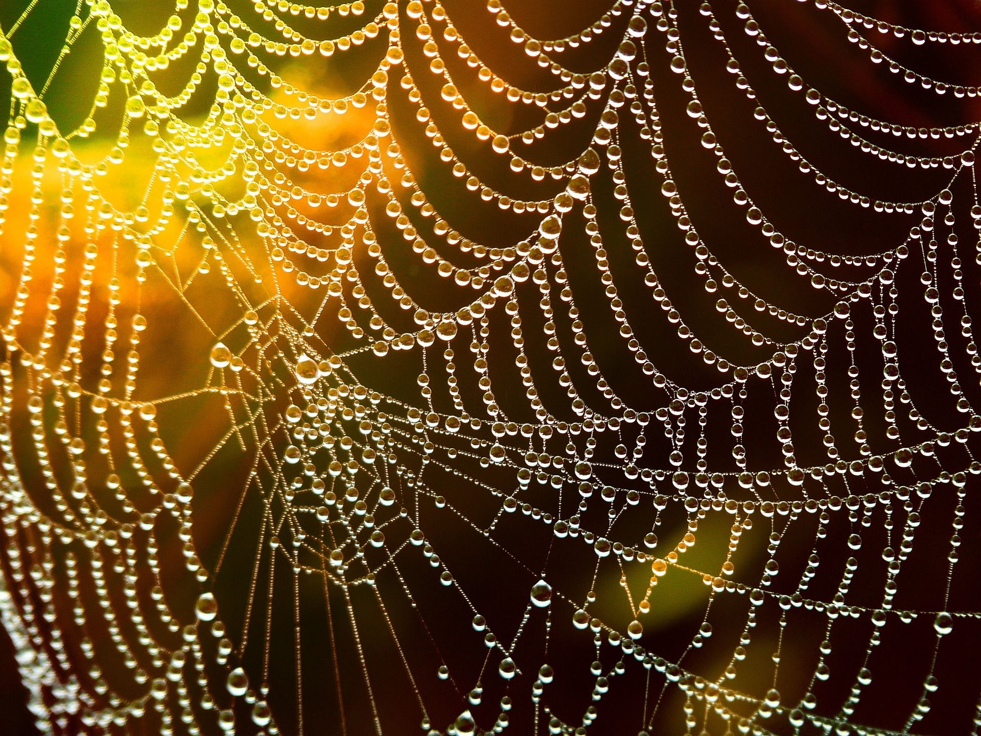 Dew covered cobweb