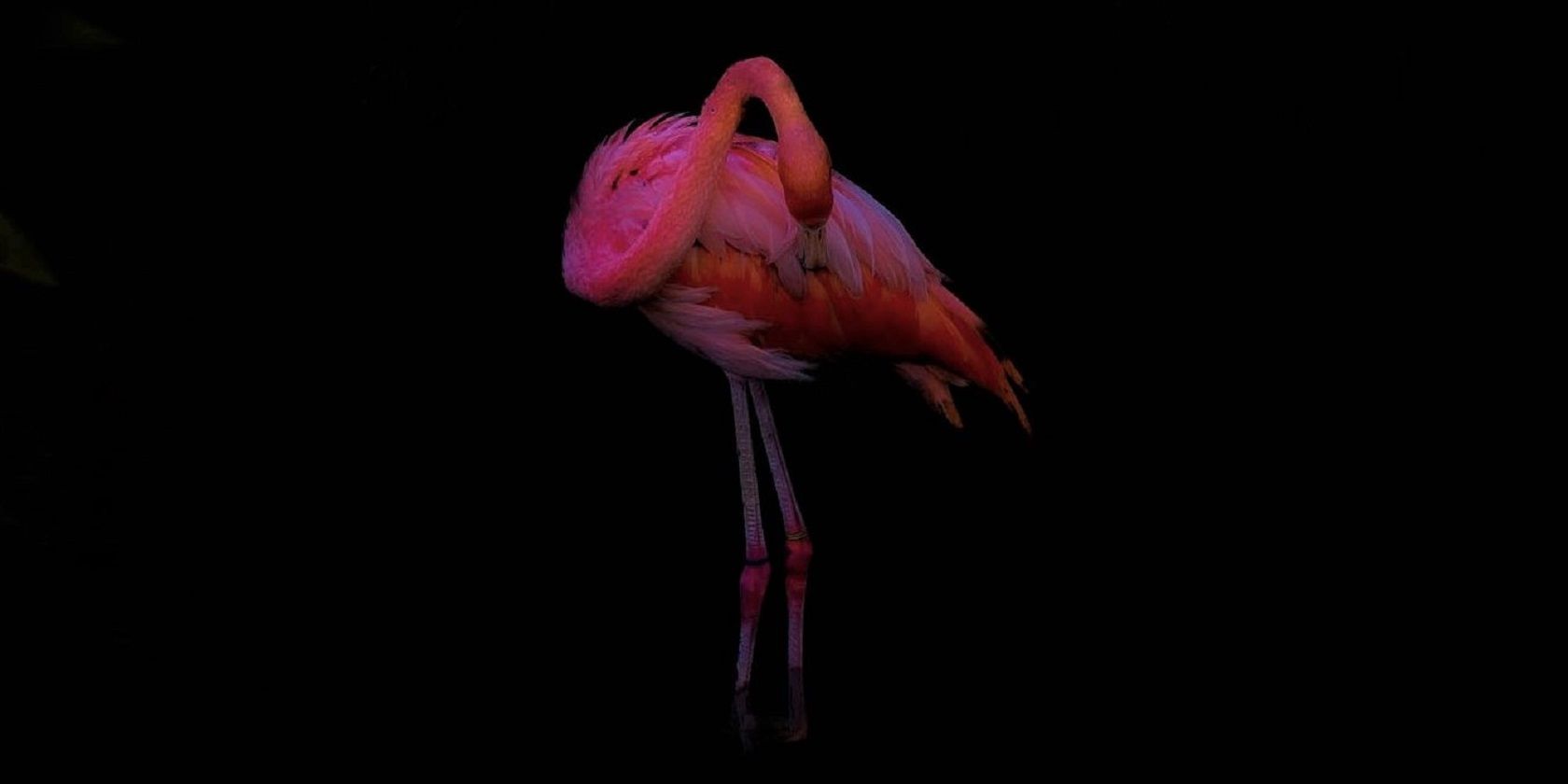 Flamingo black background