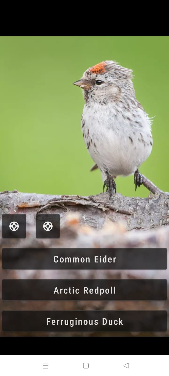 Little Bird Quiz Europe - Quiz Easy