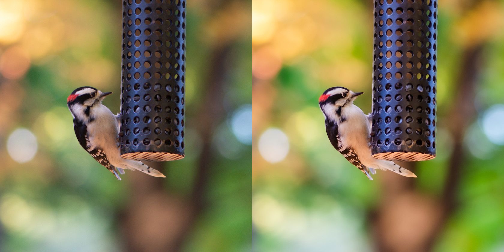 RAW vs JPEG image of a woodpecker photo