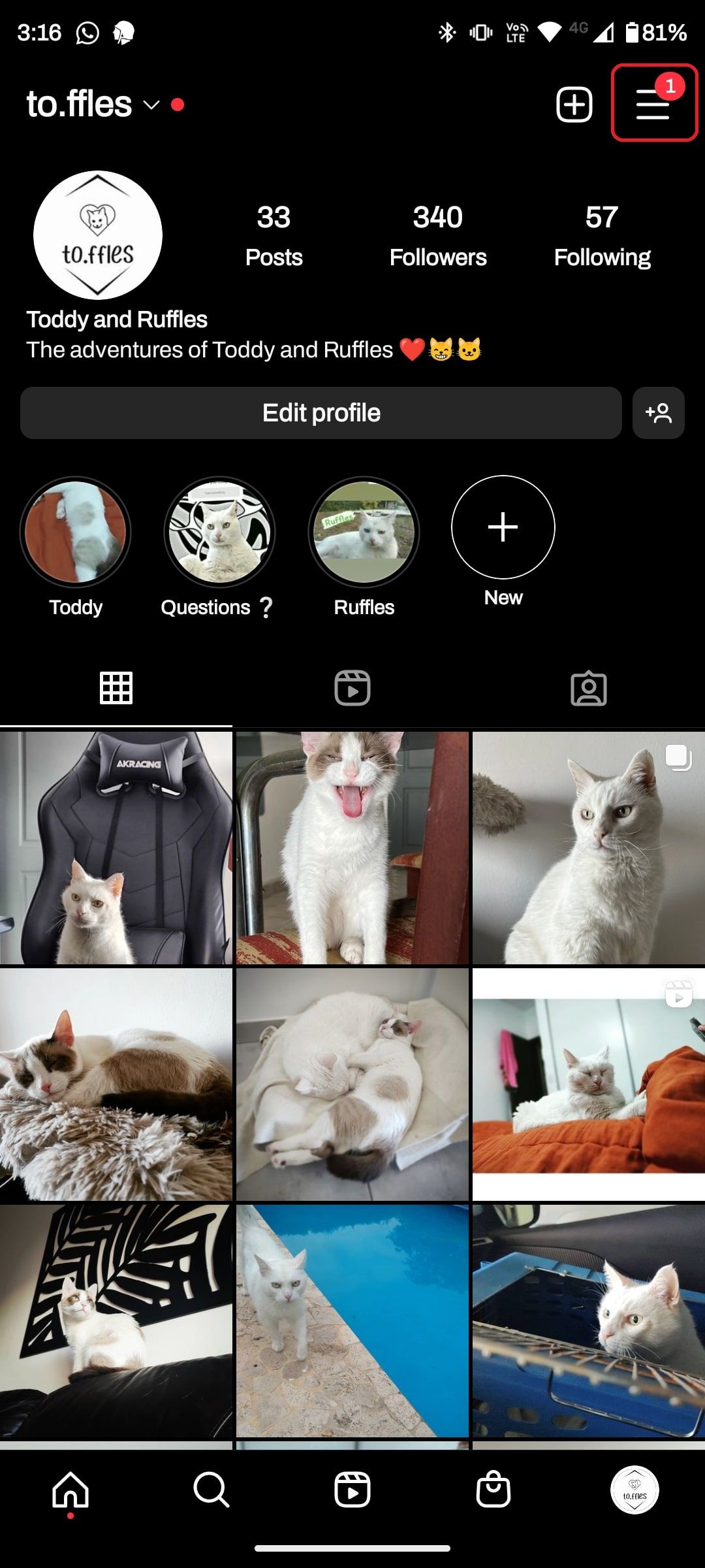 Instagram page with images of cats