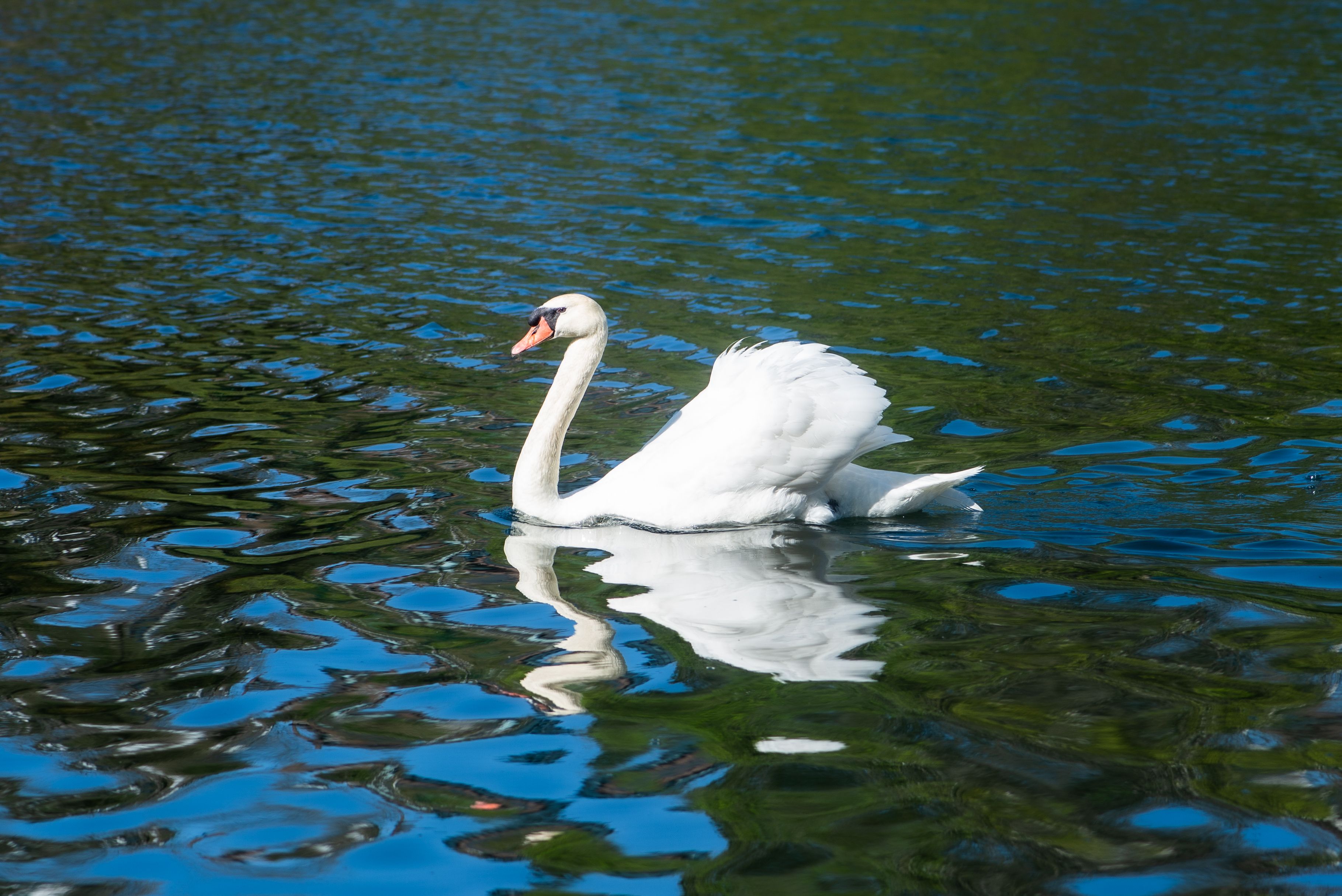 Swan-Lake