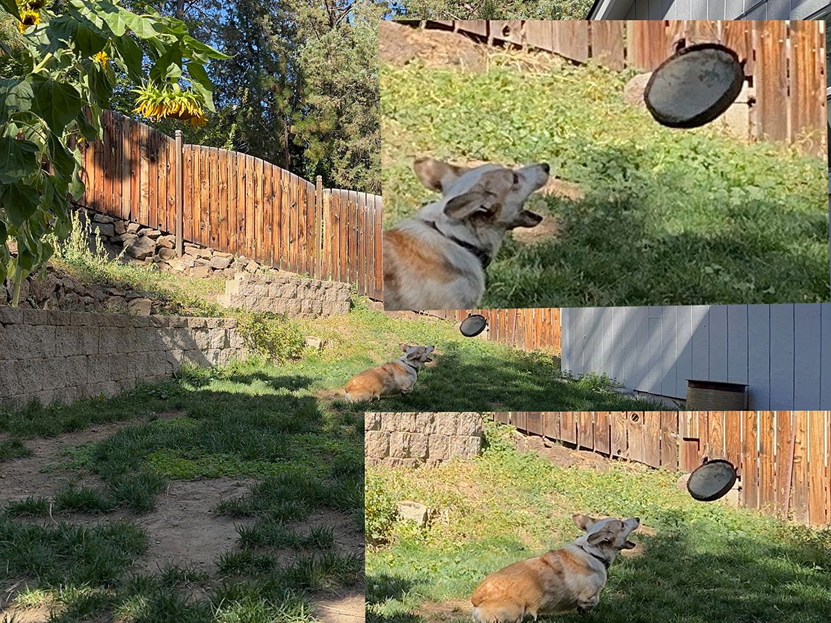 foto iphone anjing yang menangkap frisbee dengan inset foto close up
