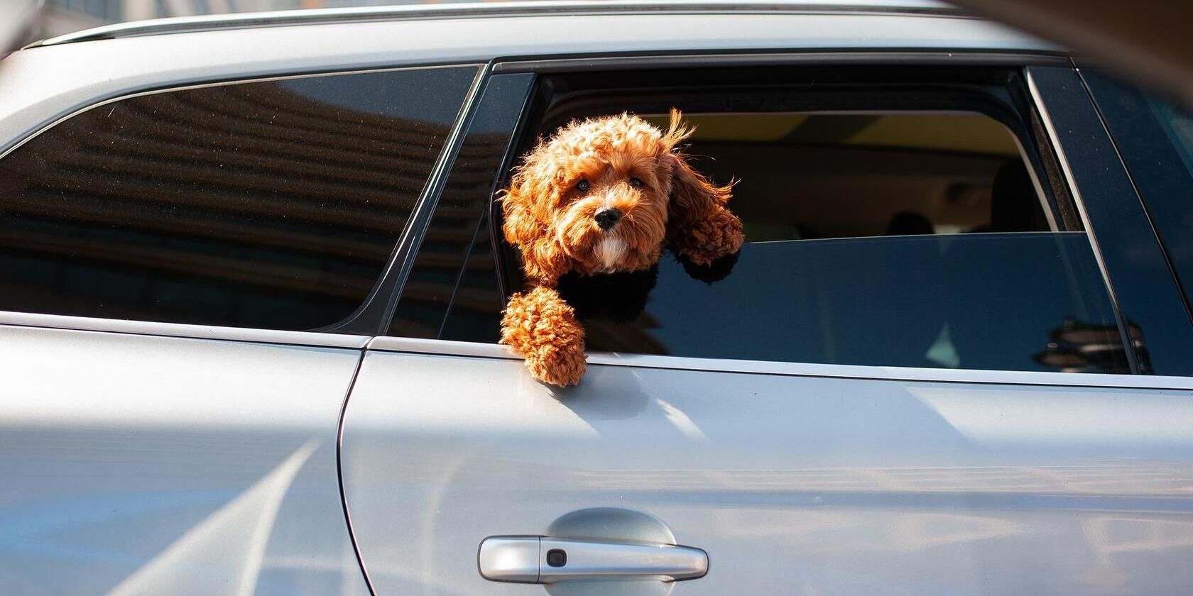 A brown dog with its head and paw out of a half-opened car window 