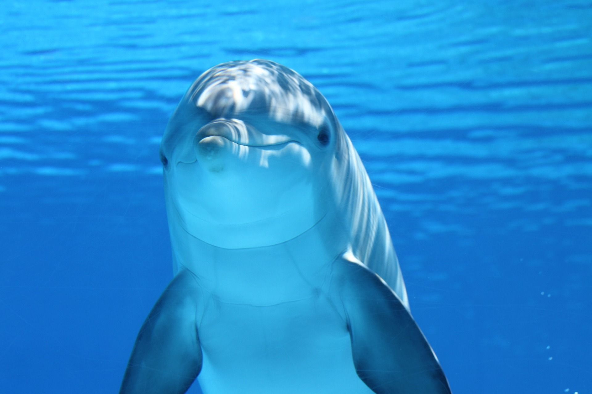 A frontal view of the head and fins of a dolphin underwater