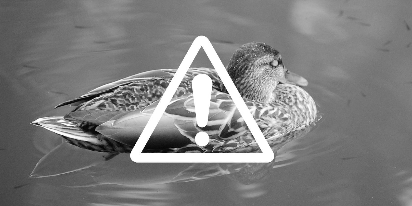 picture of duck in pond behind white alert symbol 