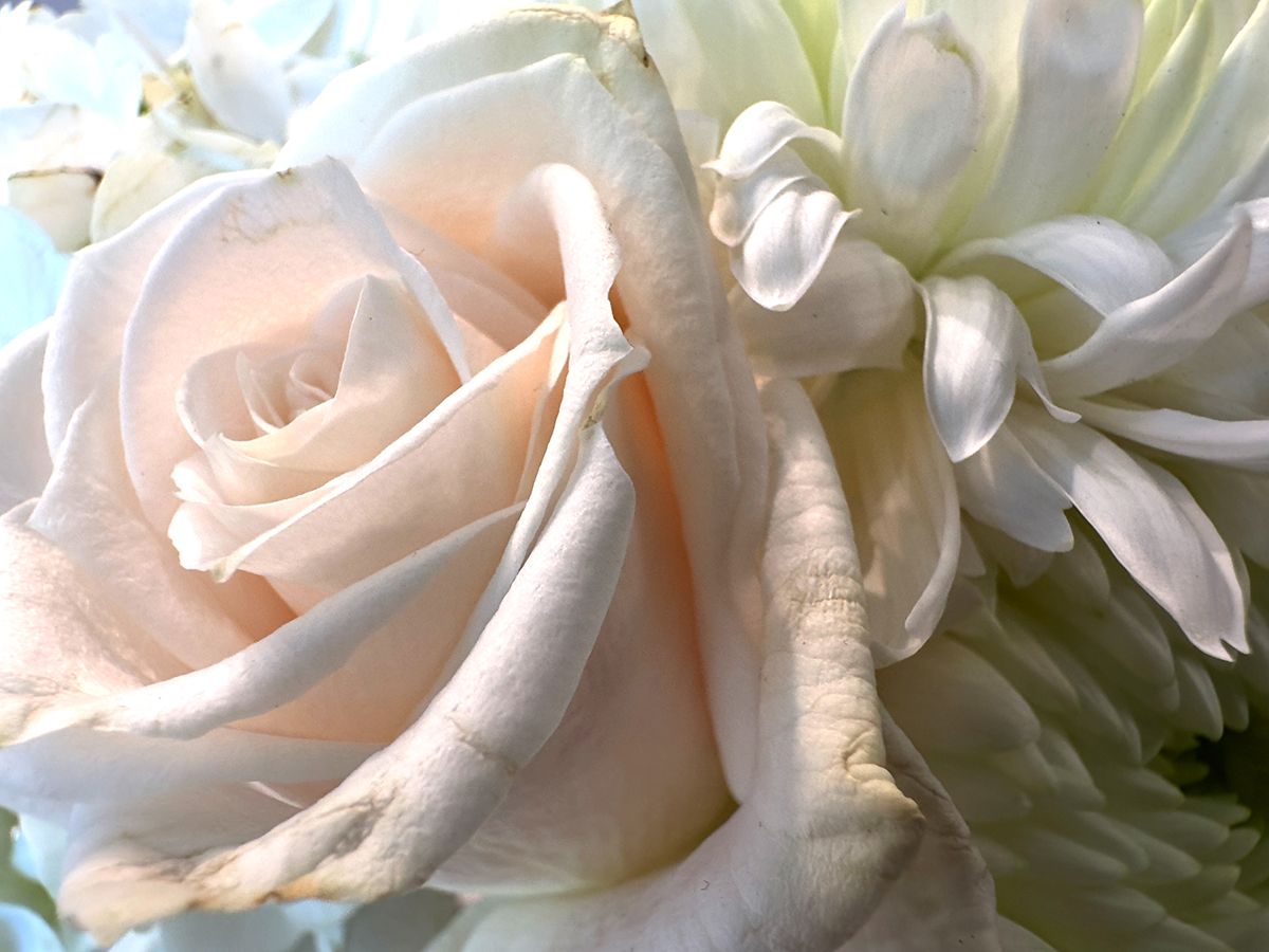 mawar merah muda dan dahlia putih menutup foto dalam fokus